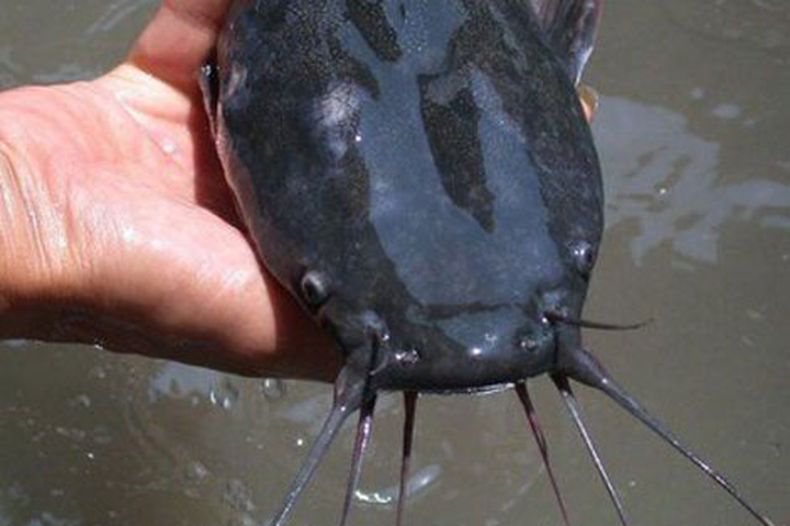 La ausencia del  pescado en la mesa del cubano es ya habitual, y cuando aparece generalmente es esta especie, incluida dentro de las cien más dañinas del mundo por su capacidad de depredar totalmente el área de su hábitat.