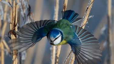 Calentamiento global altera hora de la cena de la naturaleza