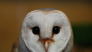 Una lechuza común se ve en el Parque Zoológico Attica, cerca de Atenas, el 21 de enero de 2025. (AP Foto/Thanassis Stravrakis)