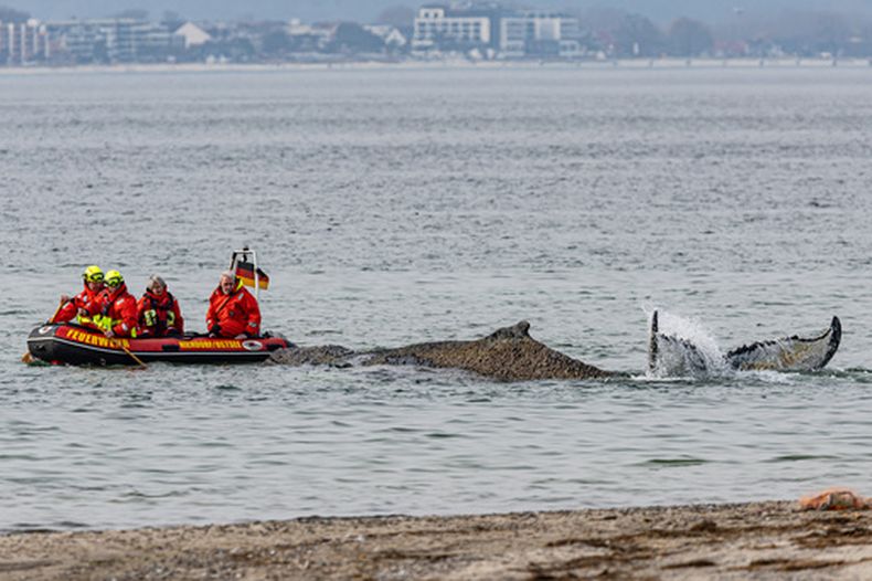 Miembros del Instituto de Investigación de Vida Silvestre Terrestre y Acuática y bomberos intentan liberar a una ballena varada en una playa del mar Báltico cerca de Timmendorfer Strand, Alemania, el lunes 23 de marzo de 2026. (Ulrich Perrey/dpa via AP)