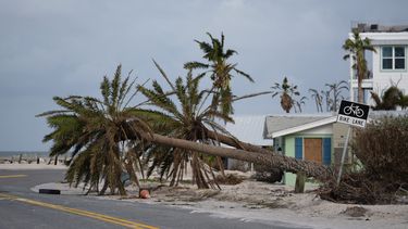 Palmeras caídas junto a una calle el jueves 10 de octubre de 2024, en Bradenton Beach, en Anna Maria Island, Florida, tras el paso del huracán Milton. (AP Foto/Rebecca Blackwell)