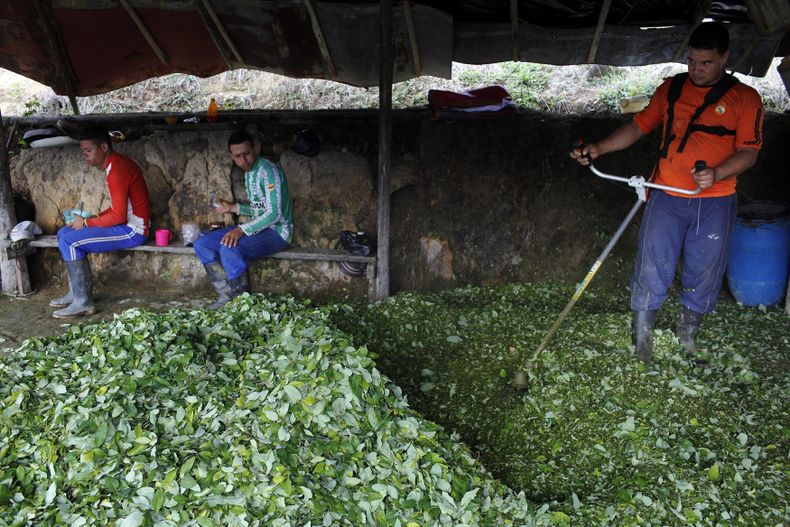 AMS-GEN COLOMBIA-HOJA DE COCA