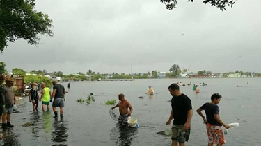 llovieron peces en cienfuegos tras paso de laura