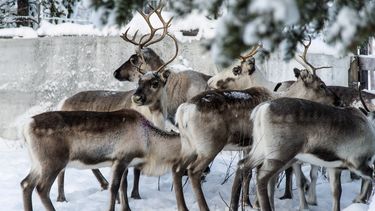ARCHIVO - Renos en un corral en Lappeasuando, cerca de Kiruna, Suecia , esperan a ser liberados en sus pastos invernales el 30 de noviembre de 2019. Encontrar comida en un paisaje frío y desolado es un desafío, pero investigadores del Dartmouth College en Nueva Hampshire en la Universidad de St. Andrews, en Escocia, indicaron que los ojos de los renos podrían haber evolucionado para ayudarles a localizar con facilidad su alimento preferido. (AP Foto/Malin Moberg, Archivo)
