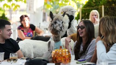 Seis alpacas se mueven entre las mesas de la cafetería de Alpaca, interactuando con los clientes en el pueblo de Stajicevo, 50 kilómetros al norte de Belgrado, Serbia, el miércoles 30 de septiembre de 2026. (AP Foto/Darko Vojinovic)