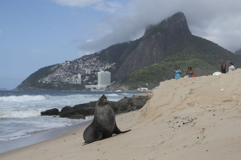 Una foca en la playa de Ipanema en Río de Janeiro, Brasil, el 18 de diciembre del 2024. . (AP foto/Bruna Prado)