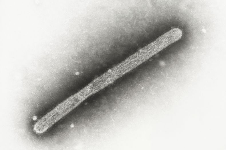 ARCHIVO - Esta imagen, tomada con un microscopio electrónico en 2005, muestra un virión de gripe aviar A H5N1. (Cynthia Goldsmith, Jackie Katz/CDC vía AP, Archivo)