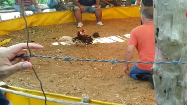 vallas clandestinas en cuba, la apuesta por lo ilegal