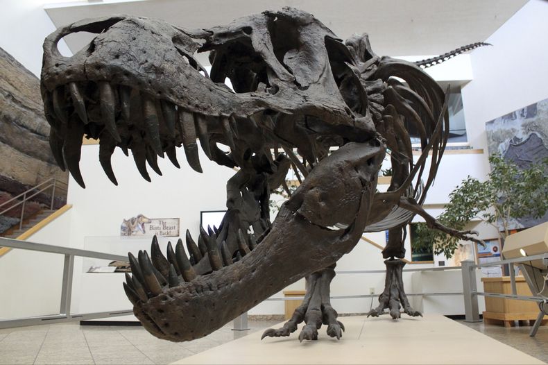 AMN-CIE_EXTINCION_DE_DINOSAURIOS-0.jpg