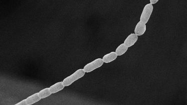 Descubren la bacteria más grande del mundo en el Caribe