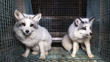 Esta foto facilitada por Humany Society International muestra zorros dentro de una jaula en una granja peletera en el oeste de Finlandia, a finales de octubre de 2024. (Humany Society International/Oikeutta Elaimille via AP)
