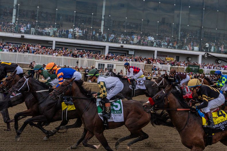 ARCHIVO - Caballos compiten durante la 151ra edición de la carrera de caballos Preakness Stakes, el 16 de mayo de 2026, en Laurel Park en Laurel, Maryland. (Foto AP/Julia Demaree Nikhinson, Archivo)