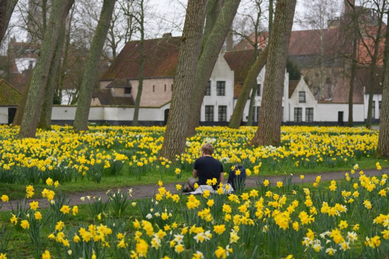 Un visitante se sienta entre los narcisos en el patio del Beguinaje Ten Wijngaerde de Brujas, Bélgica, el martes 10 de marzo de 2026. (AP Foto/Virginia Mayo)