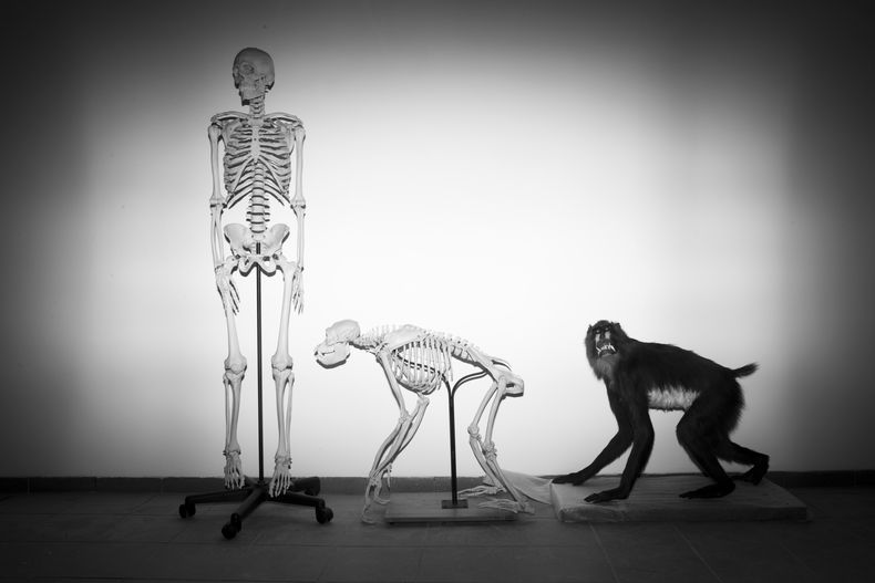 ARCHIVO - Esqueletos de un humano y un mono en el Museo de Historia Natural Steinhardt, en Tel Aviv, Israel, el lunes 19 de febrero de 2018. (AP Foto/Oded Balilty, Archivo)