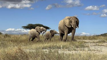 Foto sin fecha de elefantes en el norte de Kenia. (George Wittemyer via AP)