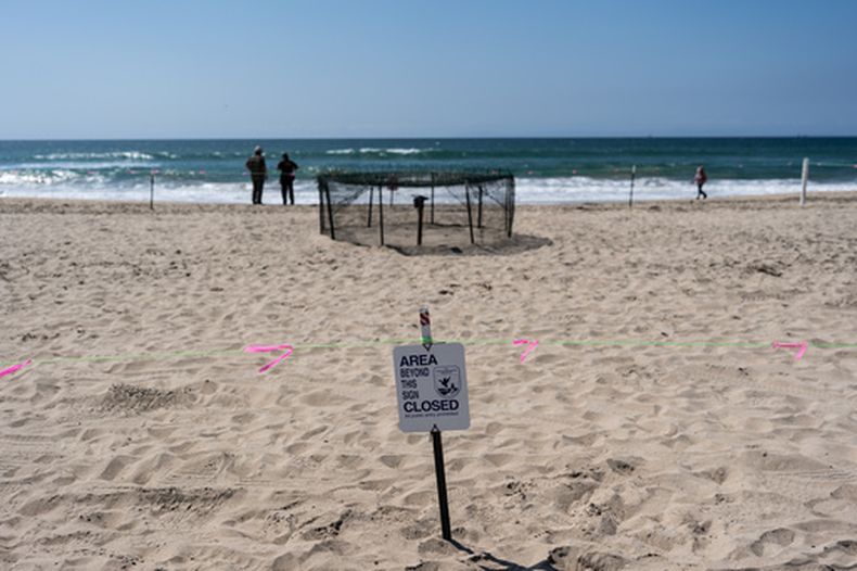 Un letrero cerca de una zona de anidación de tortugas marinas en la playa de Huntington Beach, California, el martes 22 de septiembre de 2026. (ap Foto/Jae C. Hong)