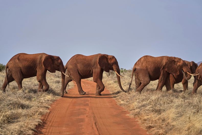 Elefantes cruzan una carretera en el Parque Nacional Tsavo-East, en Kenia, el 7 de agosto de 2025. (AP Foto/Brian Inganga)