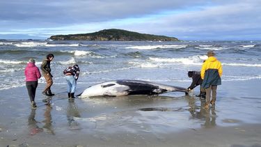 En esta imagen de archivo, distribuida por el Departamento de Conservación de Nueva Zelanda, agentes inspeccionan lo que se cree que es un raro ejemplar de ballena de diente de pala el 5 de julio de 2024, tras ser encontrada en una playa cerca de Otago, Nueva Zelanda. (Departamento de Conservación vía AP, archivo)