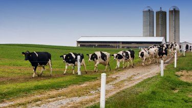 Departamento de Agricultura detiene venta ilegal de leche en Dorado