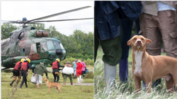 indignacion en cuba por el perro abandonado durante evacuaciones en granma