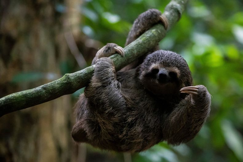 ARCHIVO - Un perezoso joven cuelga de una rama en el Jardín Botánico de Río de Janeiro, Brasil, el 13 de marzo de 2023. (Foto AP/Bruna Prado, Archivo)