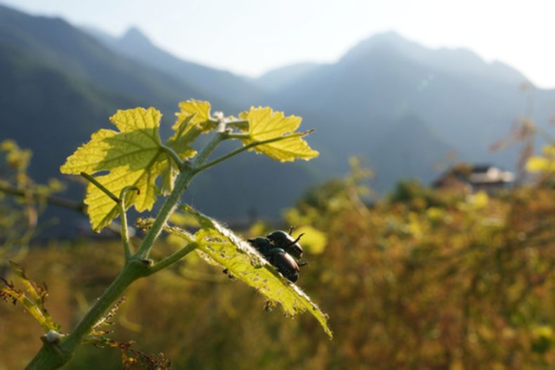 Escarabajos japoneses (Popillia japonica) se ven en una hoja de vid en Pont Saint Martin, en la región de Valle dAosta, Italia, el jueves 9 de julio de 2026. (AP Foto/Antonio Calanni)