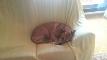 americateve | Javier L. R, pareja de Teresa R. R, la auxiliar de enfermería contagiada, publicó un mensaje en las redes sociales para tratar de salvar al animal