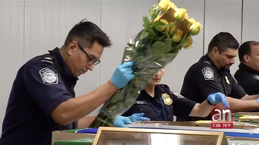 millones de flores llegan al sur de la florida a proposito del dia de san valentin
