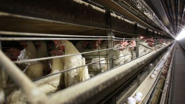China levanta bloqueo de 5 años a productos avícolas de EEUU