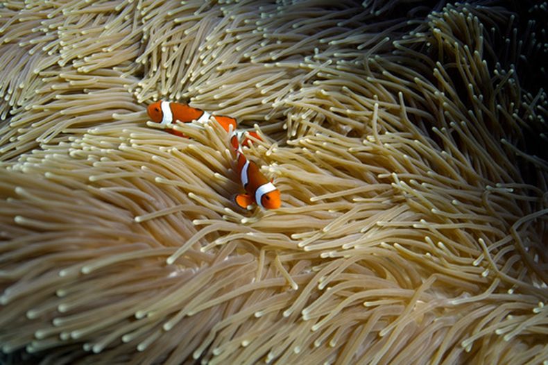 ARCHIVO - Dos peces payaso nadan en una anémona en el arrecife Moore, en el territorio marítimo de Gunggandji, frente a la costa de Queensland, en el este de Australia, el 13 de noviembre de 2022. (AP Foto/Sam McNeil/Archivo)