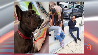 pareja de miami tras las rejas acusados de robar un bulldog frances en los cayos de florida