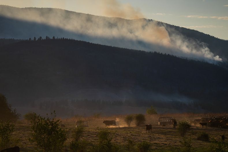 Varias cabezas de ganado caminan y pastan en un rancho mientras el incendio Bradley Creek arde en la distancia, en Vernon, Columbia Británica, el lunes 3 de agosto de 2026. (Darryl Dyck/The Canadian Press vía AP)