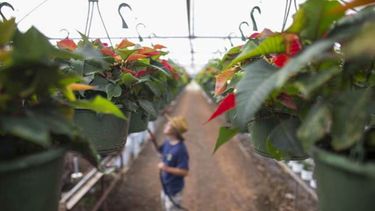 las pascuas se levantan