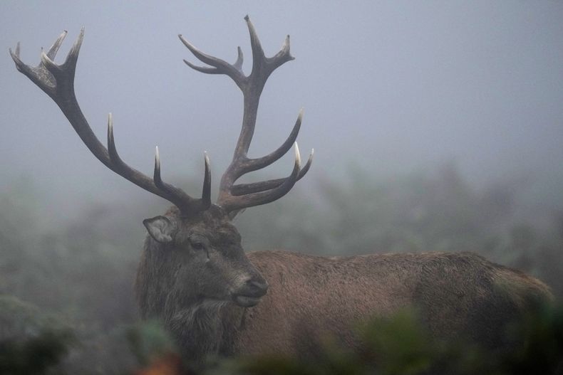 Temporada de celo de ciervos en Bushy Park, al suroeste de Londres, viernes 18 de octubre de 2024. El número de ciervos salvajes se ha multiplicado espectacularmente en las últimas décadas y ahora hay más ciervos en Inglaterra que en ningún otro momento de los últimos 1.000 años, según la Comisión Forestal, la secretaría de gobierno encargada de los bosques públicos en Inglaterra. (Foto AP /Alastair Grant)