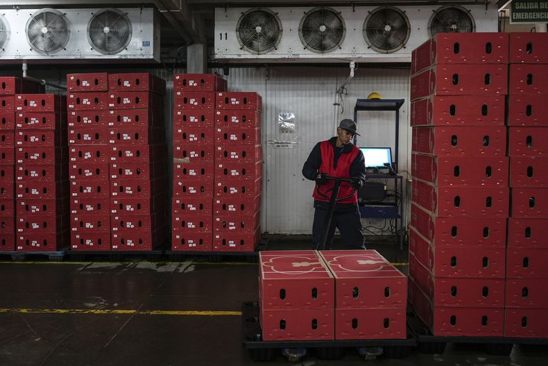 Un trabajador organiza cajas de flores para exportación a Estados Unidos, el lunes 27 de enero de 2025, en una granja de flores en Chía, en las afueras de Bogotá, Colombia. (AP Foto/Iván Valencia)