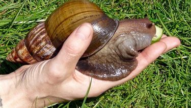 americateve | La Florida sigue bajo una invasión extraña, no son extraterrestres, son los caracoles gigantes africanos que se hacen cada vez más presentes en nuestros patios, estos moluscos son peligrosos para la agricultura y para nuestra salud.