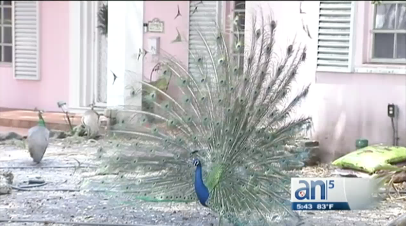 Screen Shot 2017-04-28 at 6.23.14 PM.png