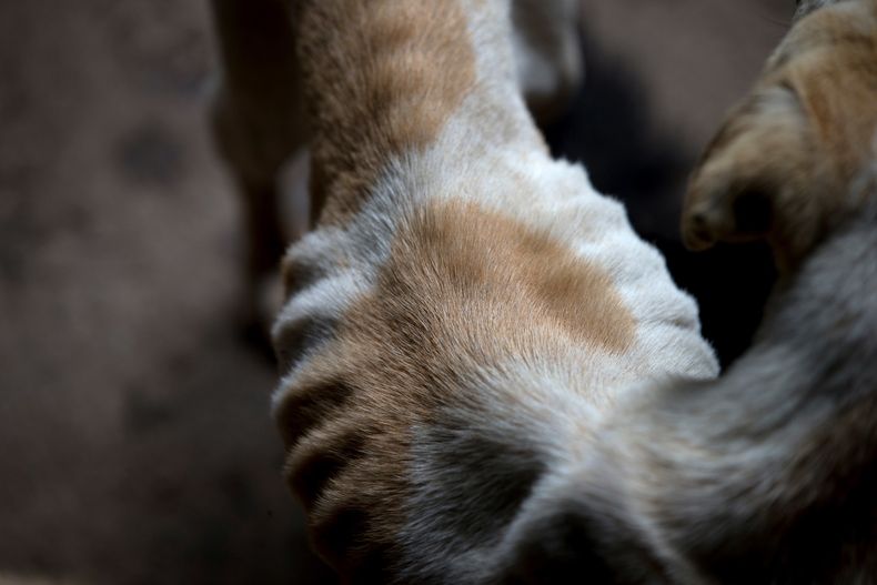 REP-GEN_VENEZUELA-MASCOTAS_CRISIS-3.jpg
