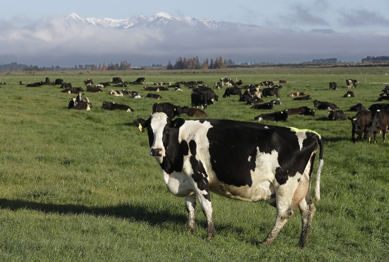 OCE-GEN NUEVA ZELANDA-METANO-VACAS