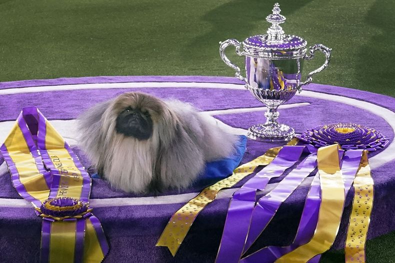 ARCHIVO — Wasabi, un pequinés, descansa en el podio del ganador con su trofeo y cintas después de ganar el Best in Show en la exhibición canina del Westminster Kennel Club, el 13 de junio de 2021, en Tarrytown, Nueva York.(Foto AP/Kathy Willens, archivo)