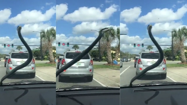 familia de palm beach se lleva el sus de su vida: encuentran a una serpiente que se encontraba escondida en el capo de su auto