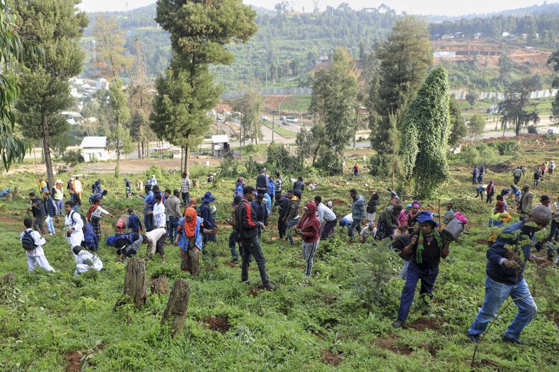 Personas participan en una campaña de siembra de árboles Jifara Ber, Adis Abeba, Etiopía, el 31 de julio del 2025. (AP foto/Amanuel Birhane)
