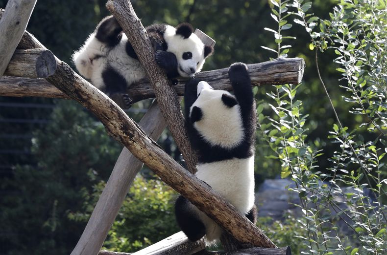 ARCHIVO - Los cachorros de oso panda Meng Xiang (apodado Pit), a la derecha, Meng Yuan (conocido como Paule), a la izquierda, trepan en su recinto durante su primer cumpleaños en Berlín, Alemania, el lunes 31 de agosto de 2020. (AP Foto/Michael Sohn, Archivo)