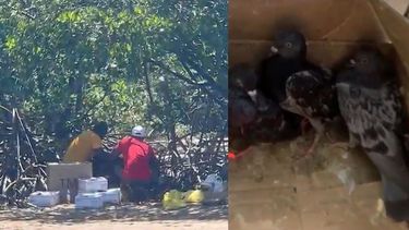 arrestan a un hombre de hialeah por sacrificar animales en ritual religioso en virginia key