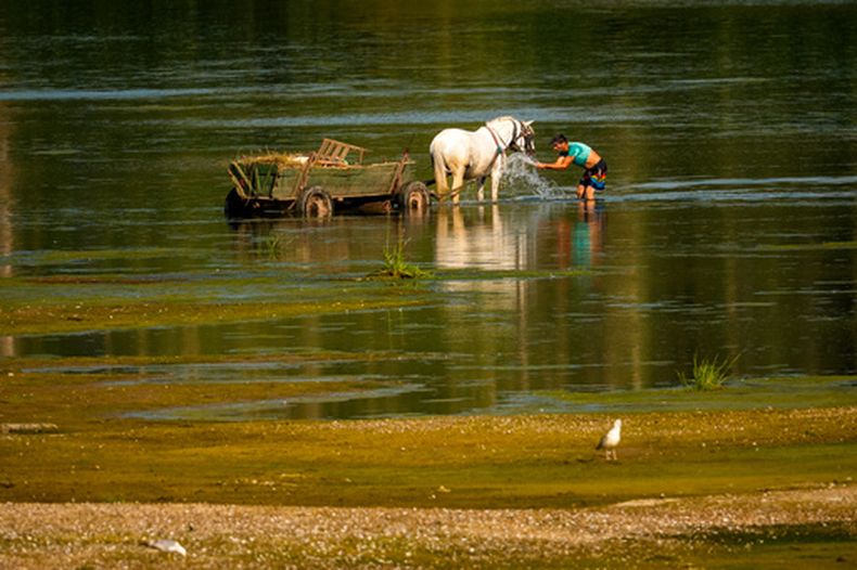 Un hombre arroja agua a un caballo para refrescarlo cerca de un banco de arena en el río Danubio, mientras que áreas usualmente sumergidas quedaron expuestas debido a los niveles extremadamente bajos del agua tras un largo periodo de sequía en Roseti, Rumania, el miércoles 29 de julio de 2026. (AP Foto/Andreea Alexandru)