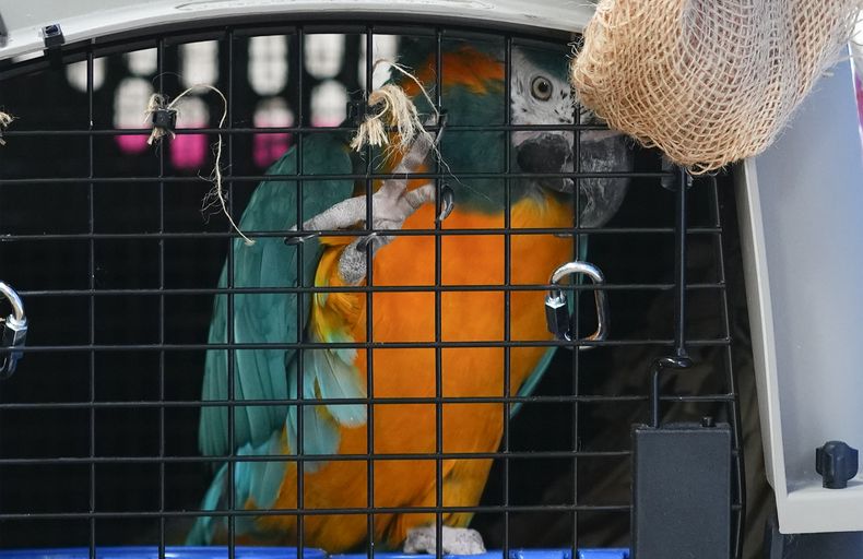 ARCHIVO - Un guacamayo de barba azul está dentro de un transportador después de ser repatriado junto a otros siete ejemplares desde Canadá, en el aeropuerto de El Alto, Bolivia, el 27 de septiembre de 2023. Las autoridades bolivianas anunciaron el 8 de marzo de 2024 que otros cinco guacamayos de barba azul fueron repatriados a Bolivia desde un zoológico de Londres y ayudarán en la reproducción. (AP Foto/Juan Karita, Archivo)