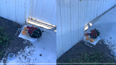 cubana en cape coral denuncia altar de brujeria en la puerta de su casa: ya este pais esta como cuba