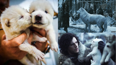 cientificos dan un paso hacia la resurreccion del lobo gigante de game of thrones con un adn de  mas de 10 mil anos