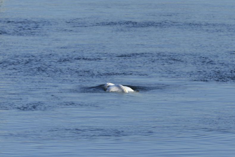 EUR-GEN FRANCIA-BELUGA