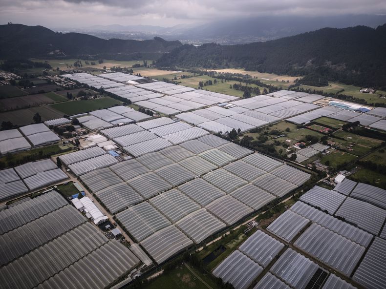 Los invernaderos cubren cultivos de flores, destinadas principalmente a la exportación a Estados Unidos, en Chía, en las afueras de Bogotá, Colombia, el lunes 27 de enero de 2025. (AP Foto/Iván Valencia)